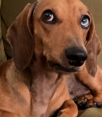 Wienerdogbruno